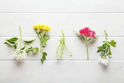 Types of Baby's Breath Flowers