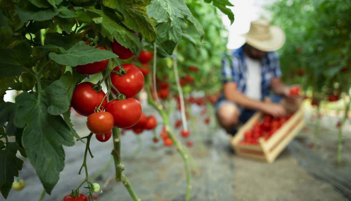 patio tomato plants