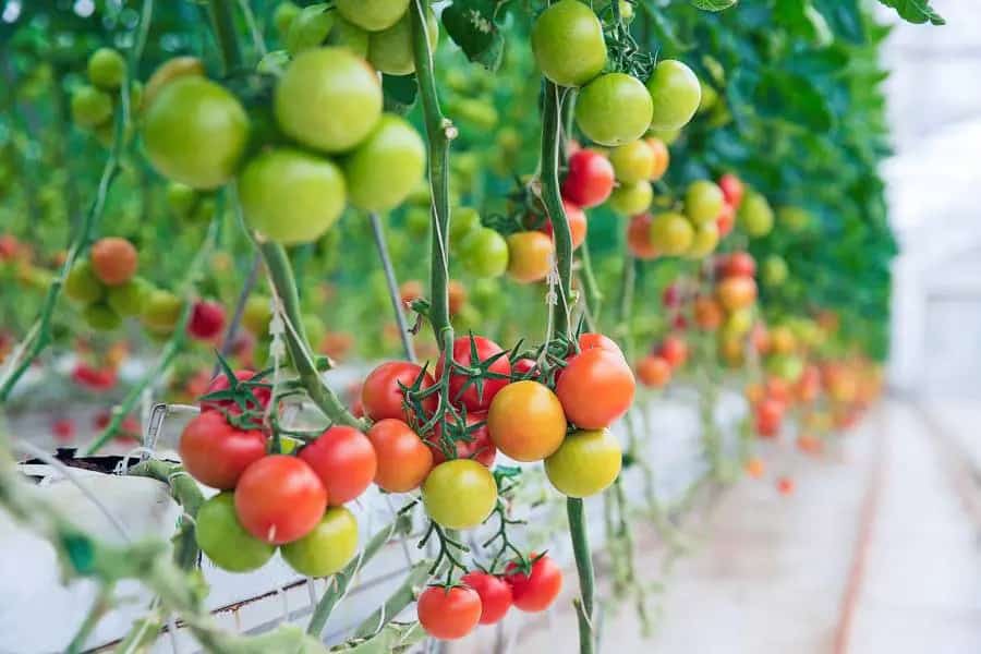 Altino Patio Tomato Variety 