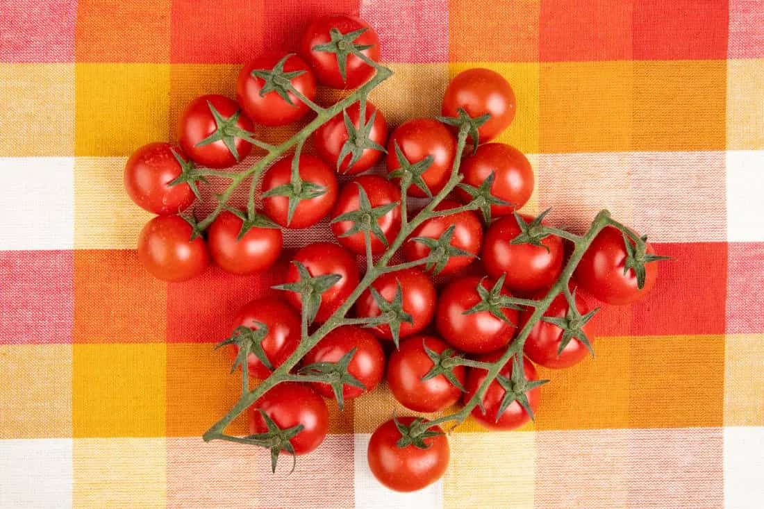 Sweetheart of the Patio Tomato Variety